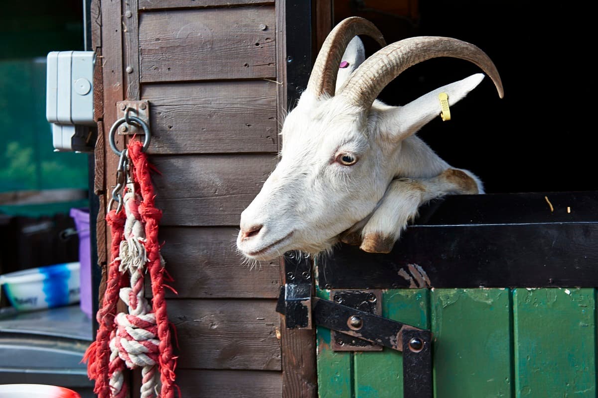 Kentish Town City Farm